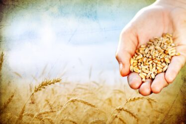 El milagro de la siembra y la cosecha